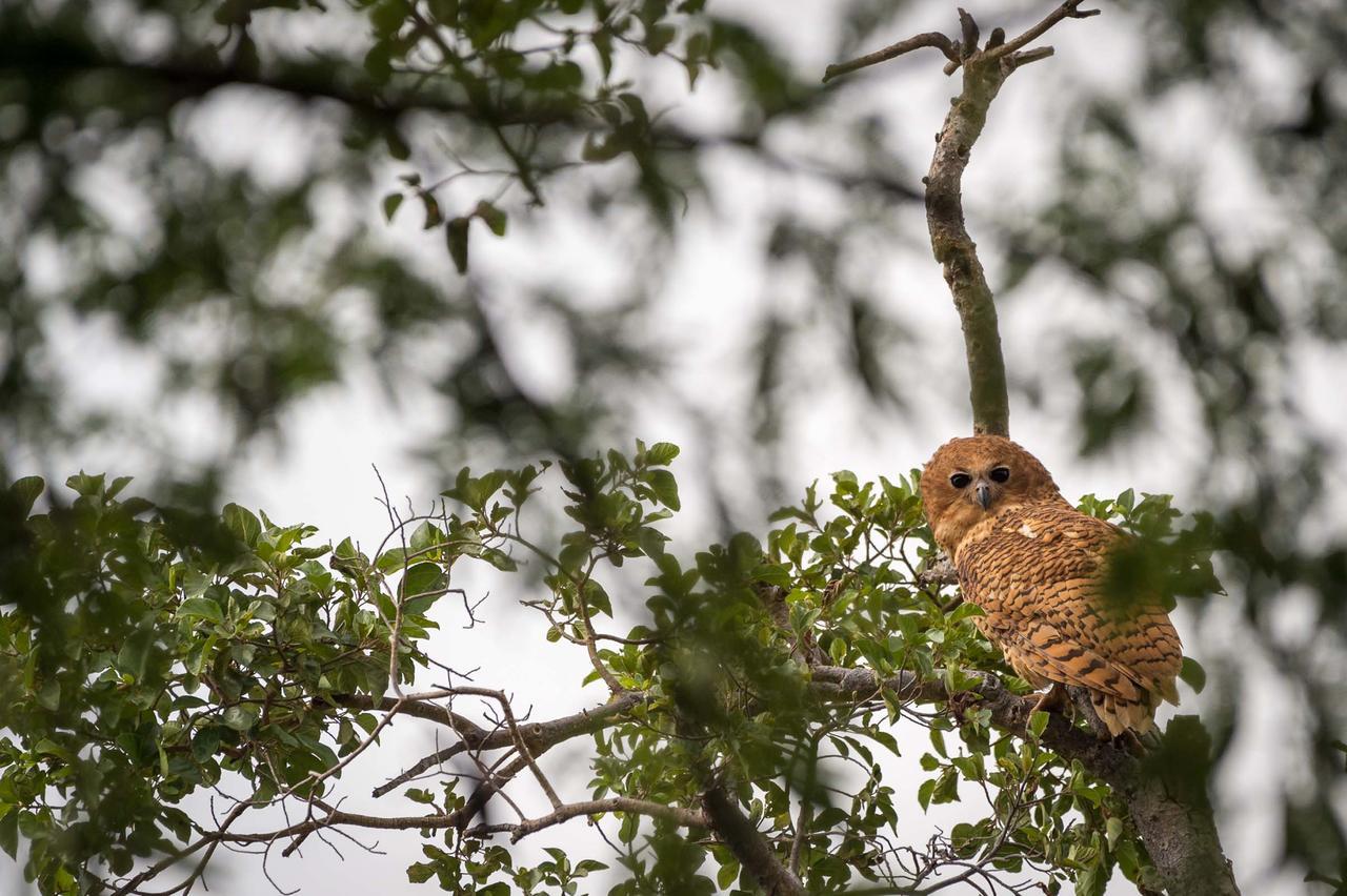 Rukiya Safari Camp Villa Hoedspruit Eksteriør billede