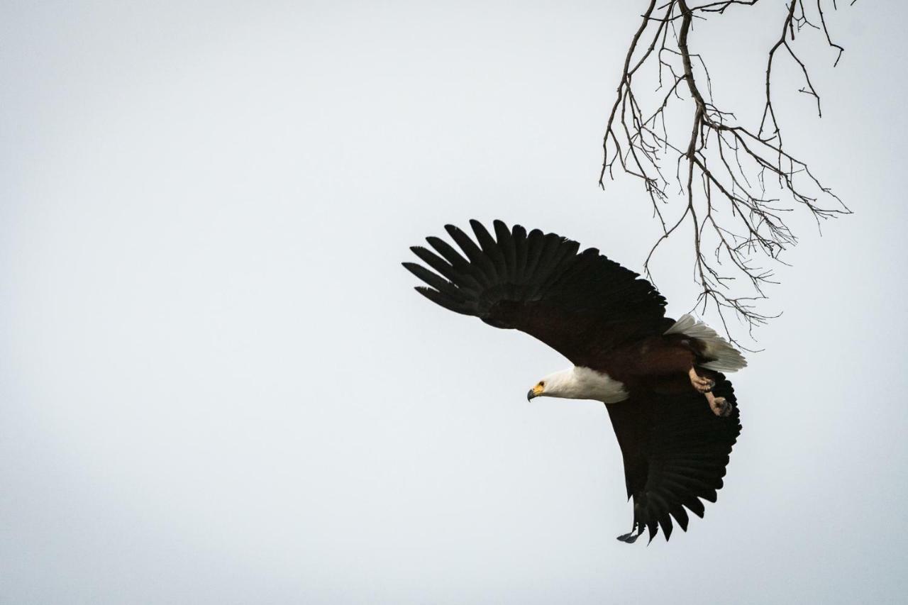 Rukiya Safari Camp Villa Hoedspruit Eksteriør billede